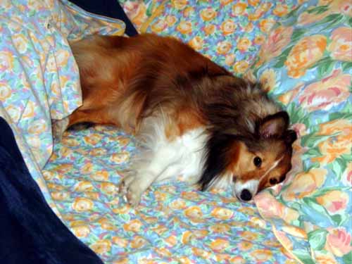 Ripley looks so cute laying on the bed.