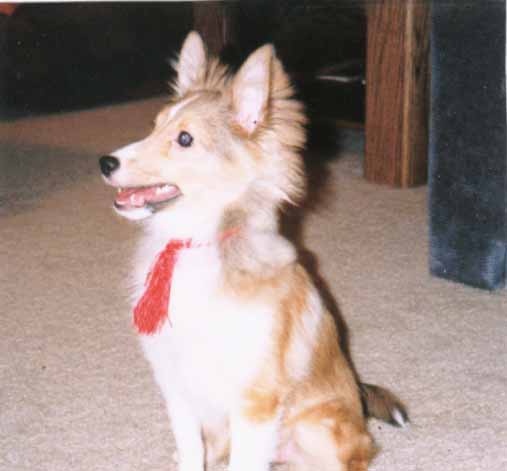 Ripley as a puppy.  She was so cute.  That's not a bow, it's the frayed end of her collar.