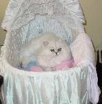 Oscar likes the bassinet.  He has claimed it for his own.