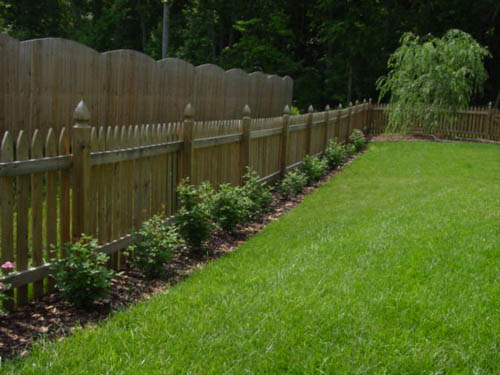 We planted these nice Simplicity rose hedge plants along the fence line.