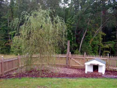 This is the willow tree, about 3 months after we planted it, in the back corner of the yard with the dog house.