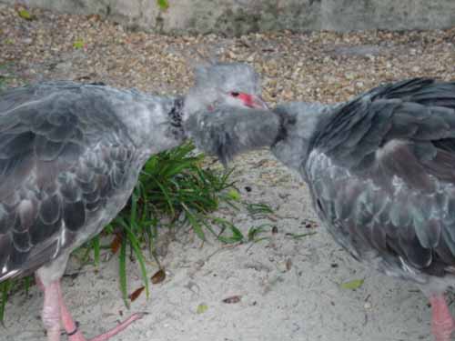 Here are some birds.  I think they're making out.