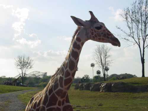 One of the giraffe closeups.