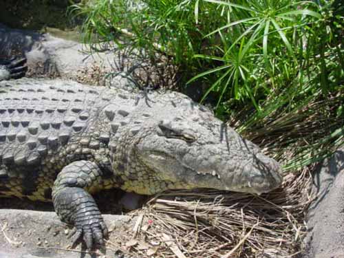 A nile alligator