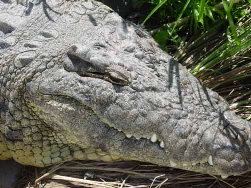 A closeup of the Nile alligator.  He looks nasty!