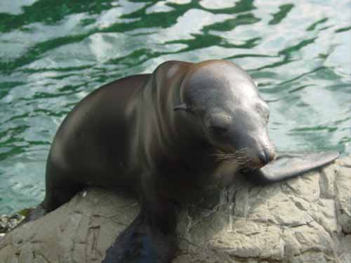 The seals were very active, coming right up to the edge looking for food.  This one is hungry.