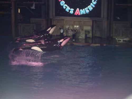 Shamu can jump! (3)