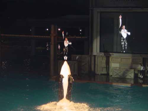 Dude, this guy is standing on Shamu's nose!