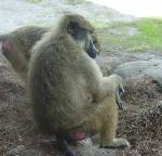 A baboon.