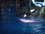 Shamu can jump! (2)