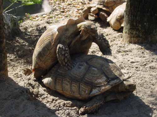 These turtles were making some very interesting noises.  I wish I had video-taped it.